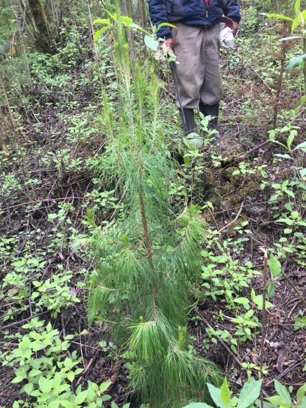 Reforestation in Guatemala with Yabal ethical textile business